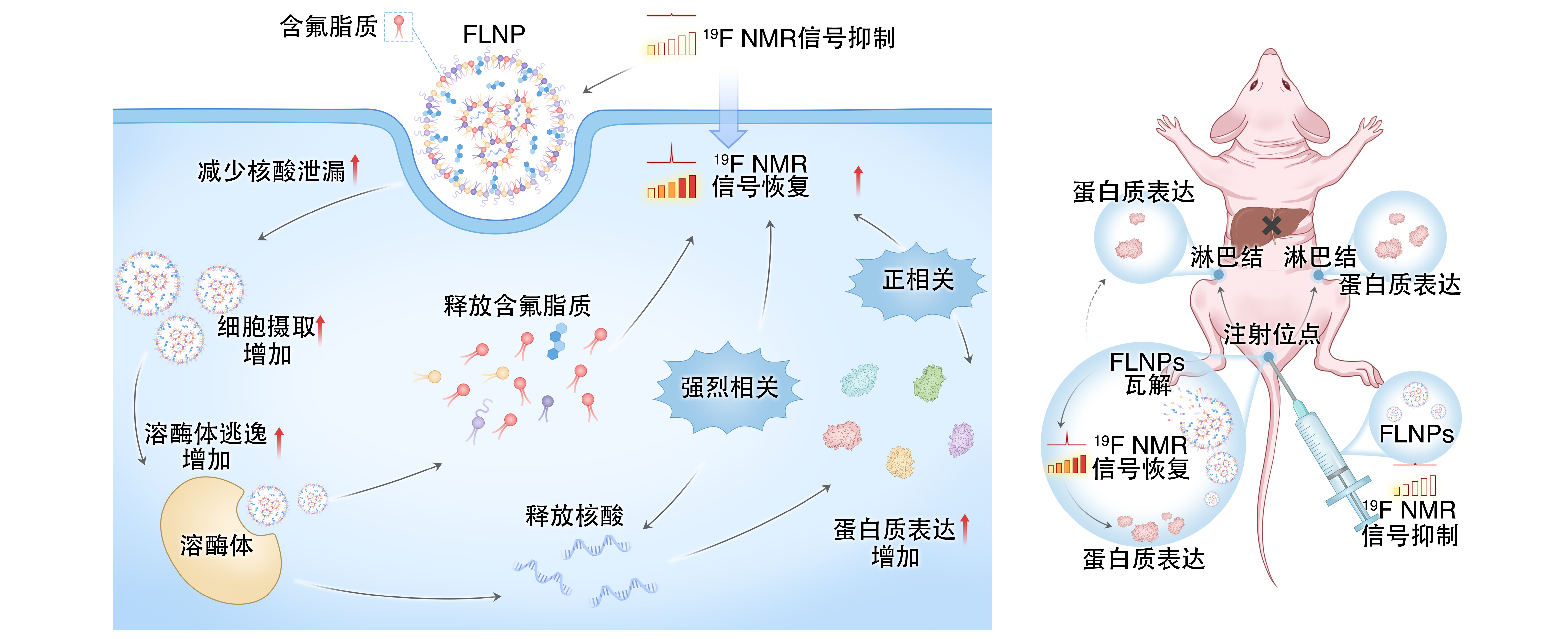 让 mRNA 在体内“看得见” EVO视讯官网在mRNA疫苗递送研究方面取得重要进展